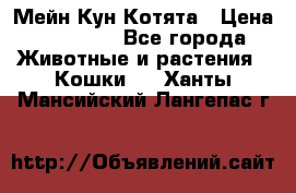 Мейн Кун Котята › Цена ­ 15 000 - Все города Животные и растения » Кошки   . Ханты-Мансийский,Лангепас г.